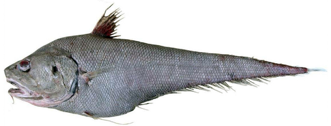 Coryphaenoides thelestomus_01204